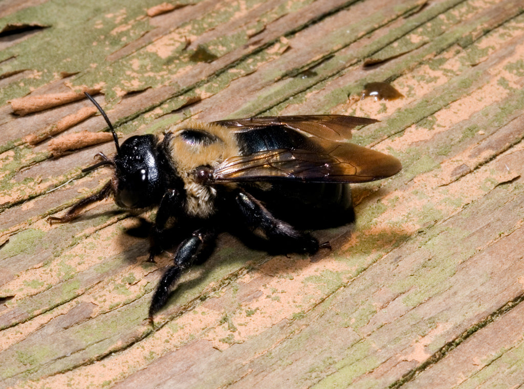 How To Make A Homemade Carpenter Bee Spray Green Pest