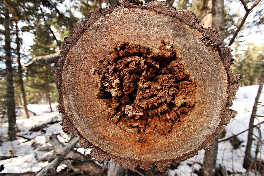 3 Kinds of Log Rot and How to Treat It – Weatherall